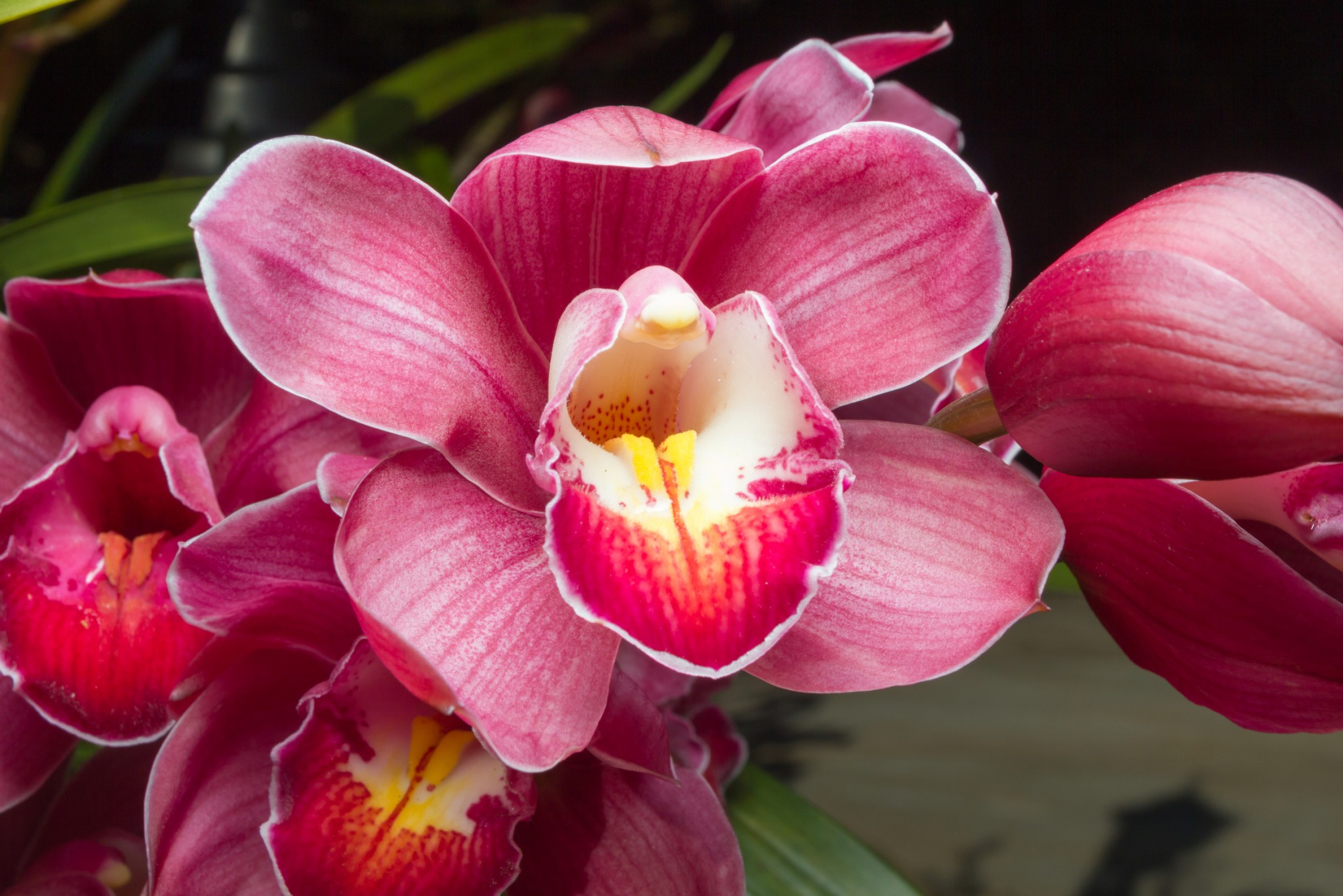 Orchideen als Symbolbild für Yoni-Massage - Fotolia-Lizenz L 2016