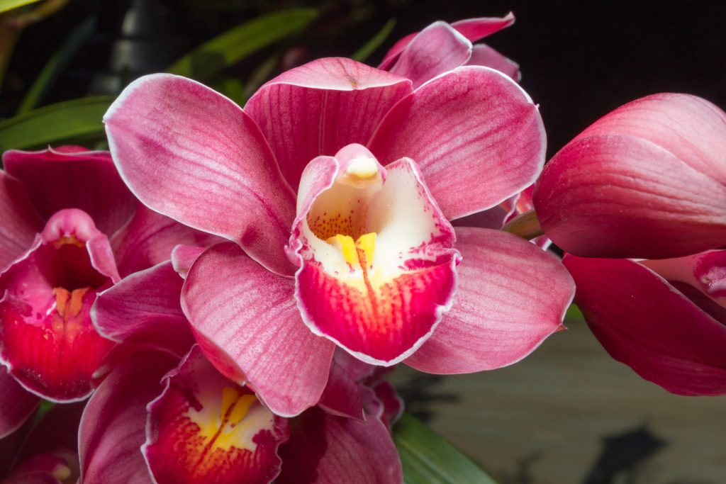 Orchidee als Symbolbild Yoni-Massage