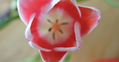 Tulpe als Symbildbild Mari Saweda