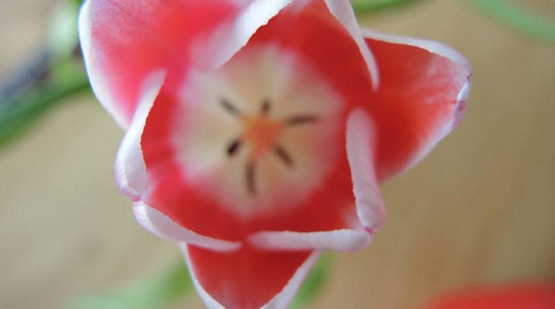 Tulpe als Symbildbild Mari Saweda