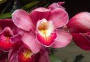Orchidee Symbolbild Yoni Massage Erfahrung