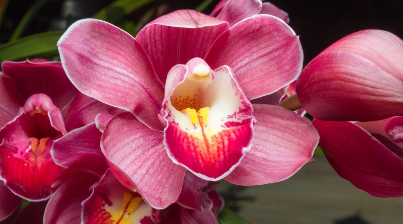 Orchidee Symbolbild Yoni Massage Erfahrung