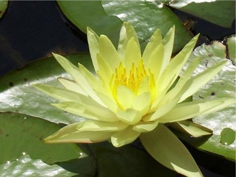 Symbolbild Yoni-Massage: Lotusblüte Mari Sawada