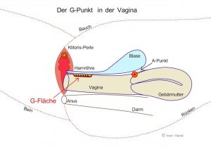 Grafik vom G-Punkt in der Vagina