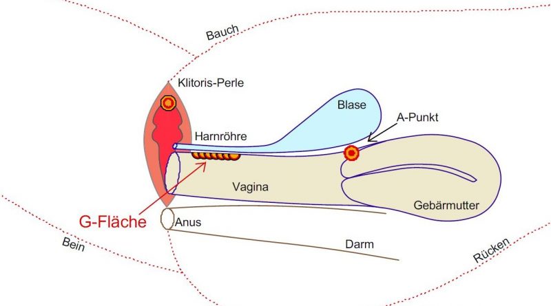 Grafik vom G-Punkt in der Vagina