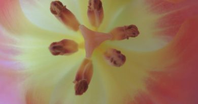 Tulpe als Symbolbild Yoni-Massage Erfahrung bei Mari Sawada von W.