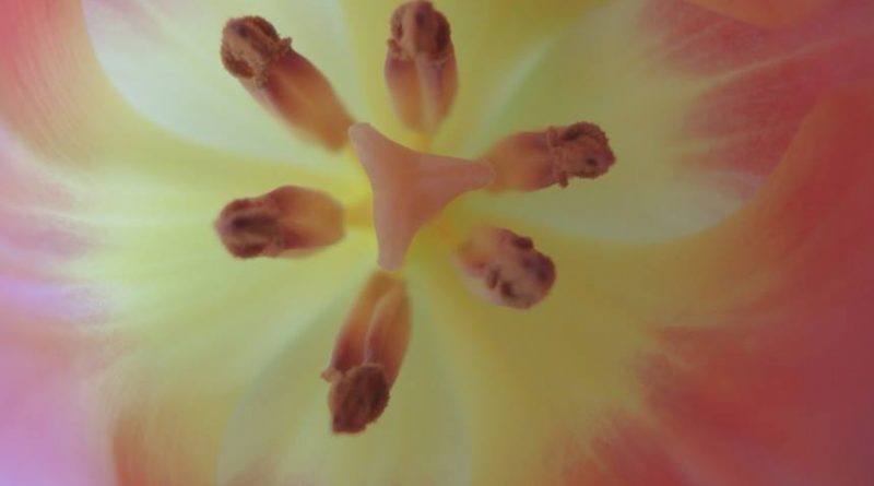 Tulpe als Symbolbild Yoni-Massage Erfahrung bei Mari Sawada von W.